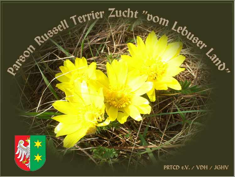 Herzlich Willkommen bei der Parson Russell Terrier Zucht vom Lebuser Land