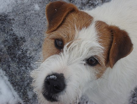 Biber - Bild aus Februar 2009