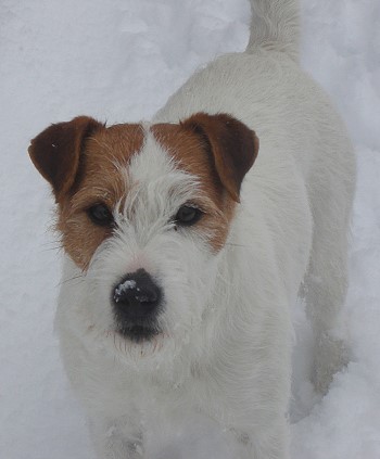Biber - Neues Bild aus Februar 2009