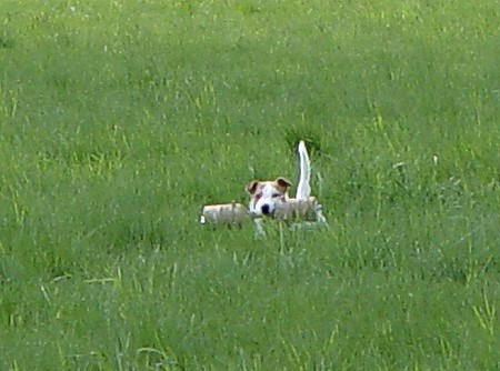 Biber - Neues Bild aus Februar 2009