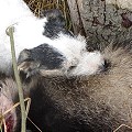 Distel nach erfolgreicher Naturbauarbeit